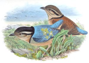 Pitta caerulea = Hydrornis caeruleus door John Gould